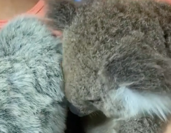 This Video of an Orphaned Koala Snuggling Up to a Stuffed Animal Will Melt Your Heart